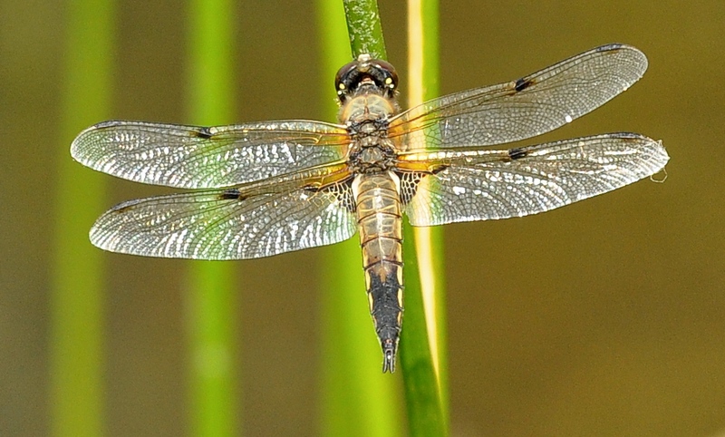 Libellula quadrimaculata